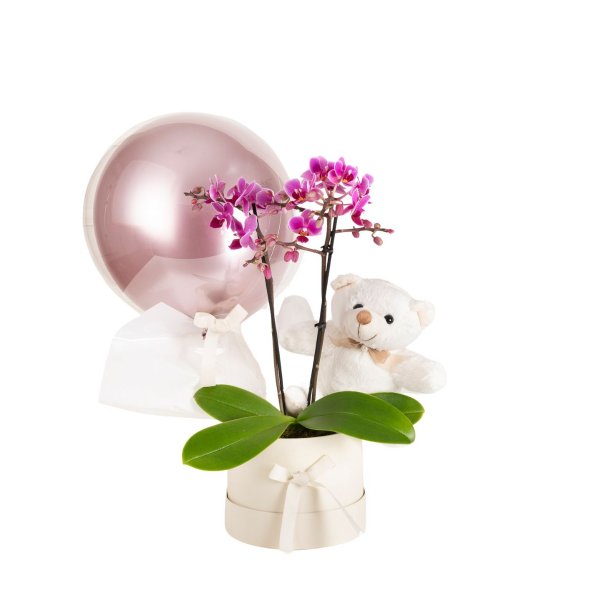 Cesta de Presente Orquídea e Ursinho com Balão