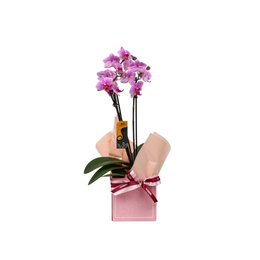 Imagem de Mini Orquídea no Cachepot