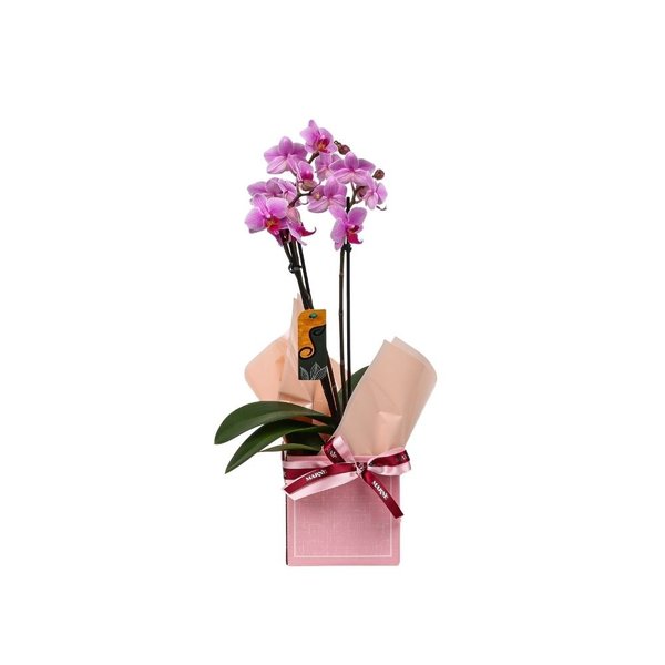 Mini Orquídea no Cachepot