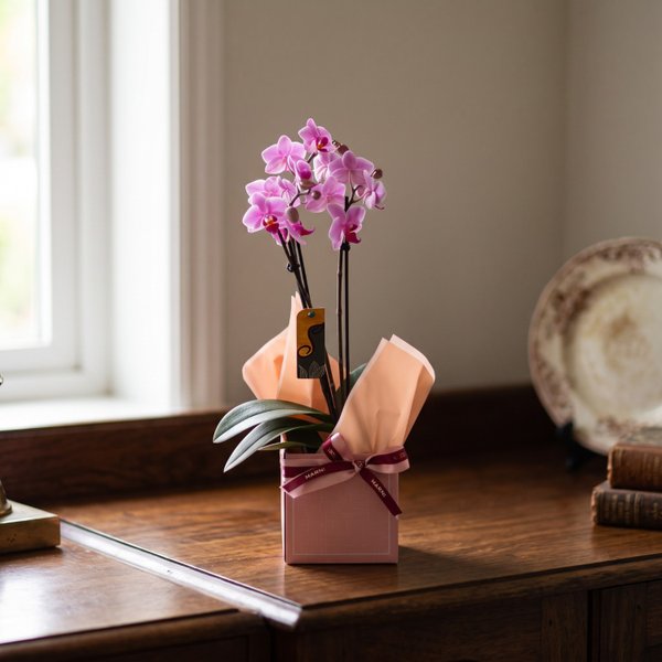 Mini Orquídea no Cachepot