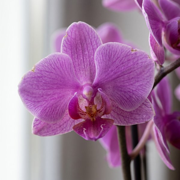 Mini Orquídea no Cachepot