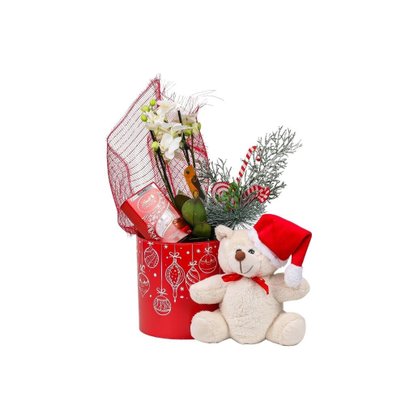 Cesta de Orquídea com Urso Natal