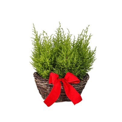 Arranjo Natalino Tuias Holandesas