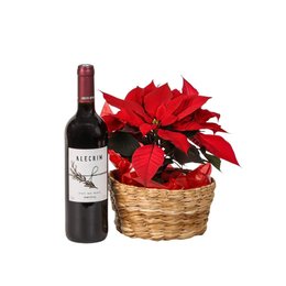 Imagem de Arranjo Natal Poinsettia com Vinho