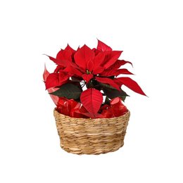 Imagem de Arranjo Natal Poinsettia