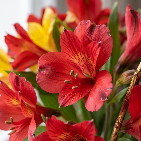 Buquê de Flores Coloridas com Bombom de Cereja