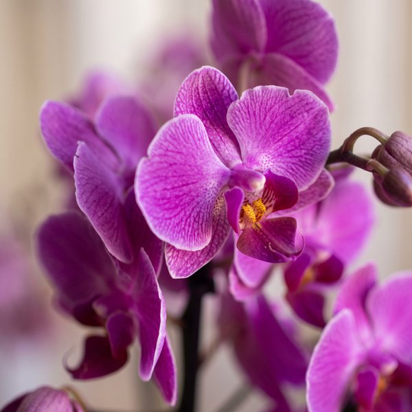 Cesta Café da Manhã ou Tarde Petit Orquídea