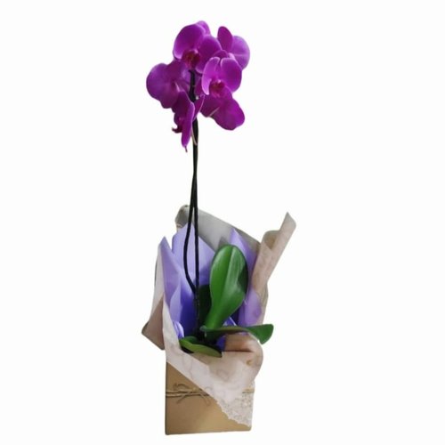 Orquídea Natural Encantadora