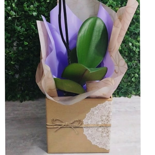 Orquídea Natural Encantadora
