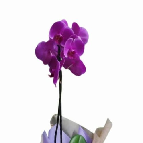 Orquídea Natural Encantadora