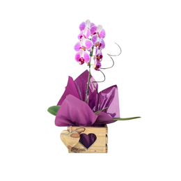 Imagem de Orquídea Magnifica 