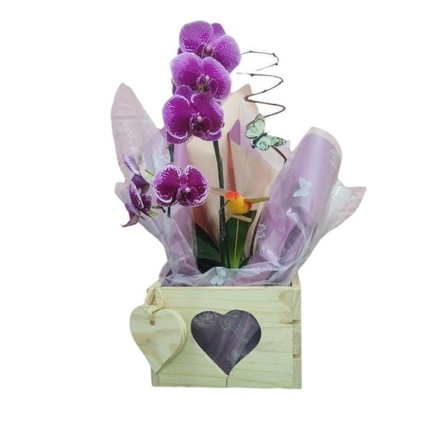 Orquídea Magnifica 