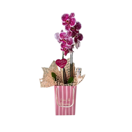 Imagem de Mini Orquidea Love & Flowers 