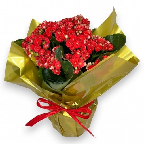 Flor da Fortuna Média