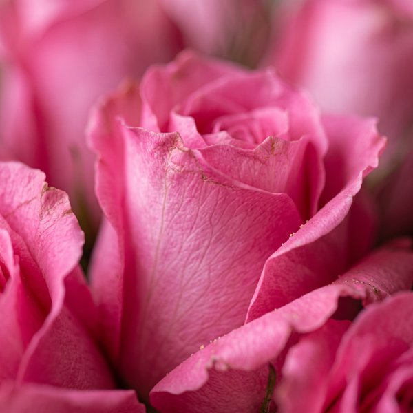 Buquê Explosão de Rosas Pink 15 unidades