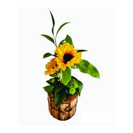 Imagem de Arranjo de Dois Girassol Um dia de sol