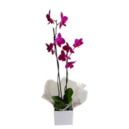 Imagem de Orquídea duas haste - Pink 