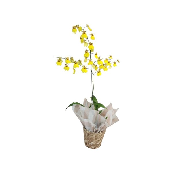 Beleza radiante - Orquídea Chuva de Ouro