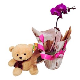 Imagem de Orquídea Pink com Urso - Delicadeza que abraça