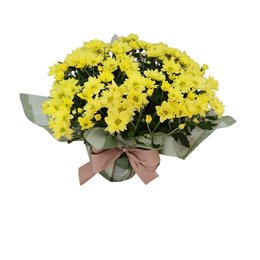 Imagem de Mini Margaridas Amarelas - Delicadeza que ilumina