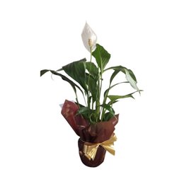 Imagem de Lírio da Paz - Presenteie com leveza, harmonia