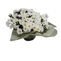 Imagem de Mini Margaridas Brancas - Simplicidade que encanta