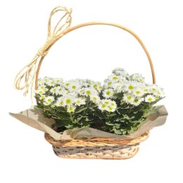 Imagem de Linda Cesta de Margaridas Brancas