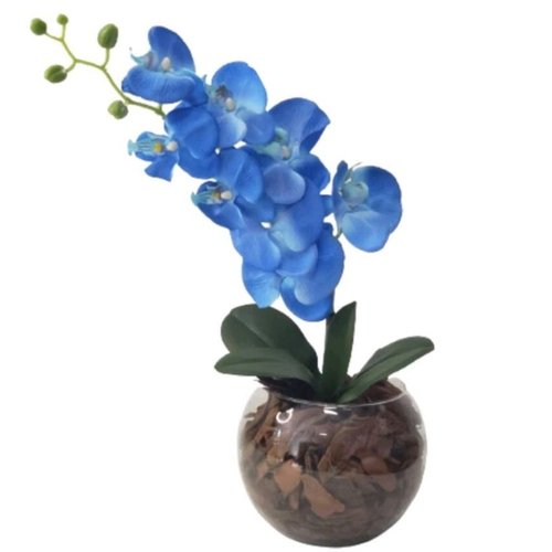  Orquídea Phalaenopsis Azul