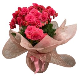 Imagem de Begônia Rosa Para Presente
