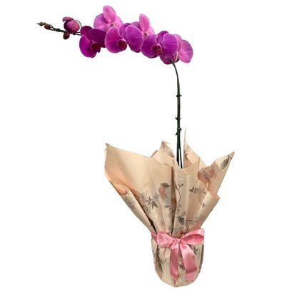Orquídea Phalaenopsis Roxa Para Presente