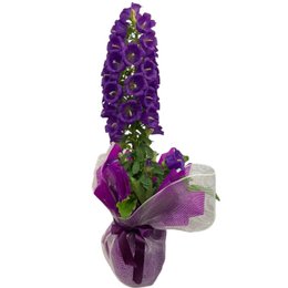 Imagem de Campanula Roxa