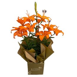 Imagem de Lírio Laranja Para Presente