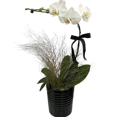 Orquídea Phalaenopsis Branca no Vaso de Cerâmica