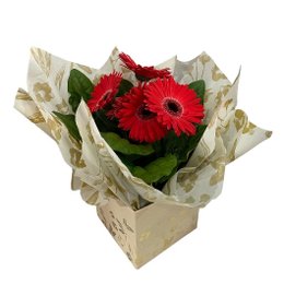 Imagem de Gérbera Vermelha Plantada