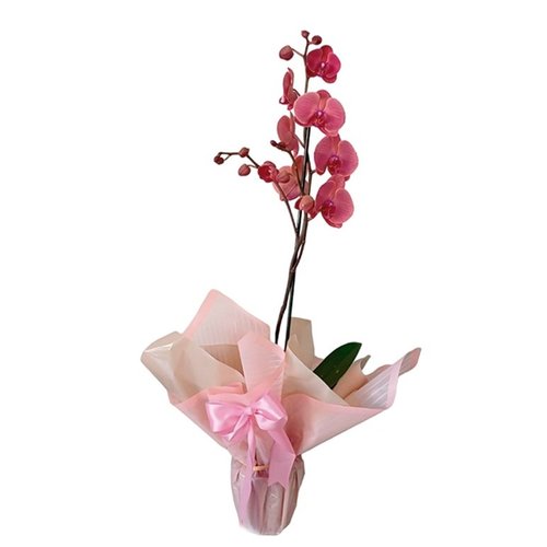 Orquídea Phaleanopsis Rosa