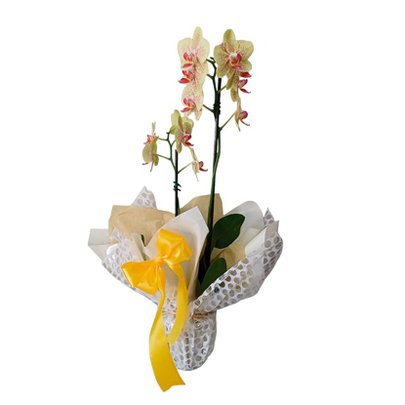 Orquídea Phaleanopsis Duas Hastes Amarela