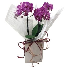 Imagem de Orquídea Encanto Para Presente