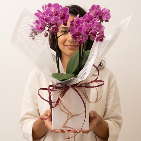 Orquídea Encanto Para Presente