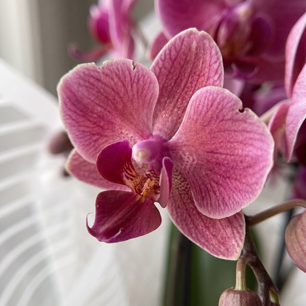 Orquídea Encanto Para Presente