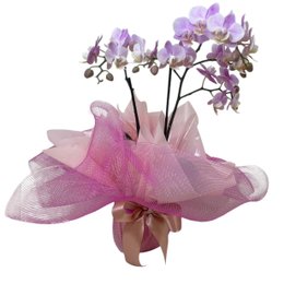 Imagem de Orquídea Elegante Com Tela Rosa