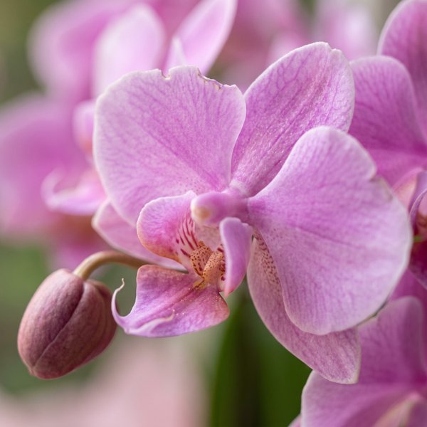 Orquídea Elegante Com Tela Rosa