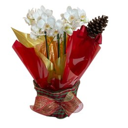 Imagem de Orquídea de Natal