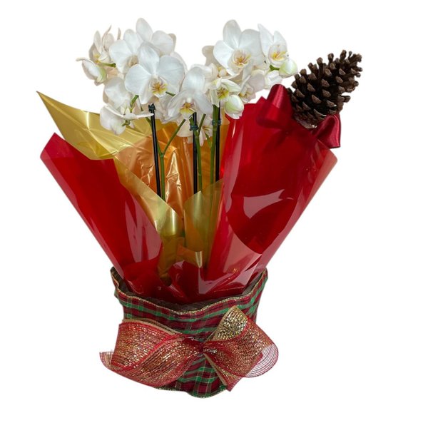 Orquídea de Natal
