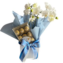 Imagem de Orquidea Bella Blue 