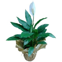 Imagem de Planta Lírio da Paz