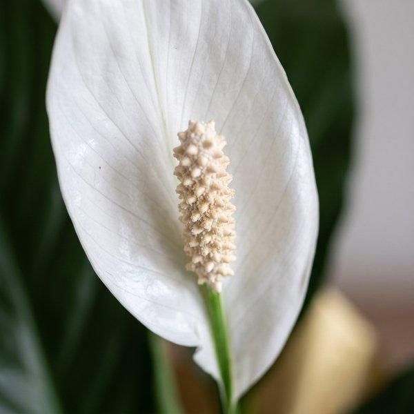 Planta Lírio da Paz