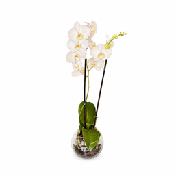Imagem de Orquídea no aquário de vidro