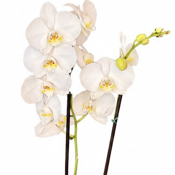Orquídea no aquário de vidro