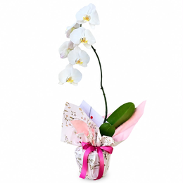 Imagem de Orquídea cascata presenteavel