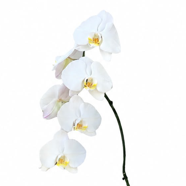 Orquídea cascata presenteavel